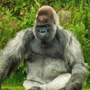 Explore The Gorilla Trek for 22 days with Absolute Africa and discover unforgettable experiences - Photo 9