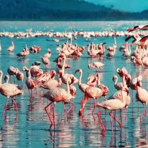 Explore Kenya and Tanzania, the Component for 14 days with Absolute Africa and discover unforgettable experiences - Photo 6