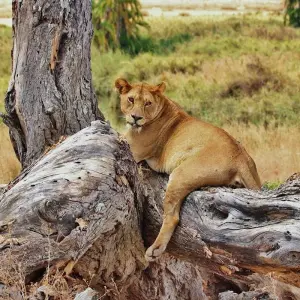 Explore Wildlife Wanderer for 60 days with Absolute Africa and discover unforgettable experiences - Photo 7
