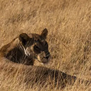 Explore The Southern Cross for 37 days with Absolute Africa and discover unforgettable experiences - Photo 9