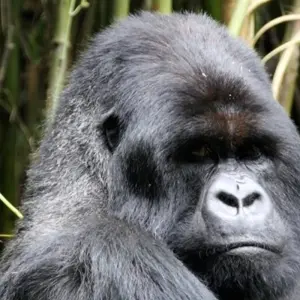 Explore The Gorilla Trek for 22 days with Absolute Africa and discover unforgettable experiences - Photo 11