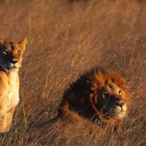 Explore Wildlife and Spice Island for 35 days with Absolute Africa and discover unforgettable experiences - Photo 10