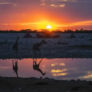 Explore The Big Six for 54 days with Absolute Africa and discover unforgettable experiences - Photo 11