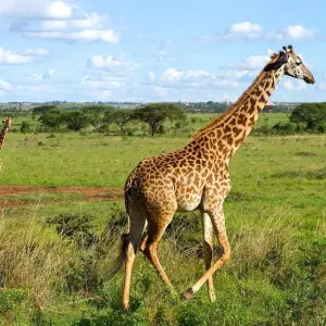 Explore African Adventurer for 31 days with Absolute Africa and discover unforgettable experiences - Photo 10