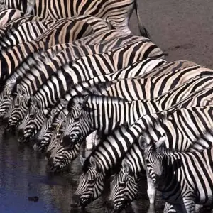 Explore Wildlife Wanderer for 60 days with Absolute Africa and discover unforgettable experiences - Photo 10