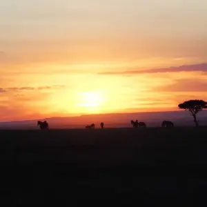 Explore Wildlife and Spice Island for 35 days with Absolute Africa and discover unforgettable experiences - Photo 11