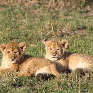 Explore Wild Wildebeest for 11 days with Absolute Africa and discover unforgettable experiences - Photo 2