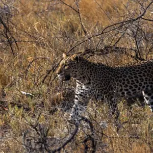 Explore Wild Wildebeest for 11 days with Absolute Africa and discover unforgettable experiences - Photo 3