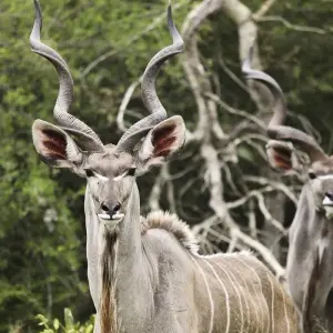 Explore Northern Star for 33 days with Absolute Africa and discover unforgettable experiences - Photo 4