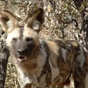 Explore Wild Dogs and Victoria Falls for 12 days with Absolute Africa and discover unforgettable experiences - Photo 4