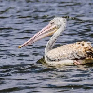 Explore Short safari in Kenya, with game drives in the Masai Mara for 6 days with Absolute Africa and discover unforgettable experiences - Photo 2