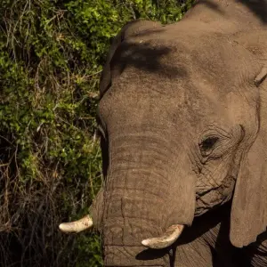 Explore Wild Wildebeest for 11 days with Absolute Africa and discover unforgettable experiences - Photo 7