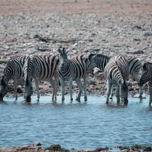 Explore Kili Trek and Safari for 13 days with Absolute Africa and discover unforgettable experiences - Photo 3