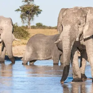 Explore Northern Star for 33 days with Absolute Africa and discover unforgettable experiences - Photo 7