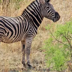 Explore Wild Dogs and Victoria Falls for 12 days with Absolute Africa and discover unforgettable experiences - Photo 6