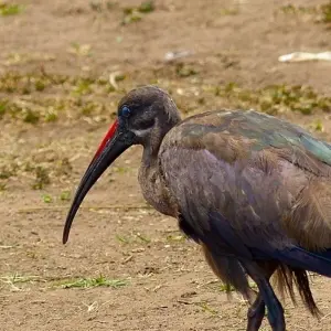 Explore Short safari in Kenya, with game drives in the Masai Mara for 6 days with Absolute Africa and discover unforgettable experiences - Photo 4