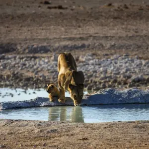 Explore Wild Wildebeest for 11 days with Absolute Africa and discover unforgettable experiences - Photo 8