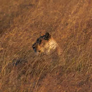 Explore East Africa Encounter for 30 days with Absolute Africa and discover unforgettable experiences - Photo 8