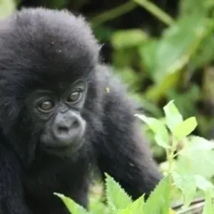 Explore African Sky for 19 days with Absolute Africa and discover unforgettable experiences - Photo 7