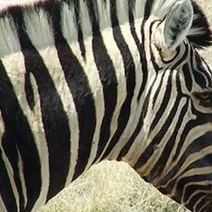 Explore Wildlife Encounter (Reverse) for 13 days with Absolute Africa and discover unforgettable experiences - Photo 3