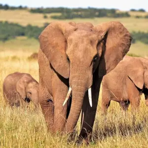 Explore A Week In Kenya for 9 days with Absolute Africa and discover unforgettable experiences - Photo 10