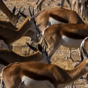 Explore Wild Wildebeest for 11 days with Absolute Africa and discover unforgettable experiences - Photo 9