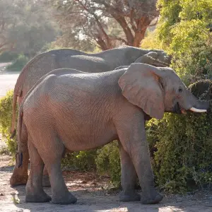 Explore Wildlife Encounter (Reverse) for 13 days with Absolute Africa and discover unforgettable experiences - Photo 4