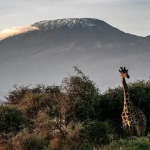 Explore Kili Trek and Safari for 13 days with Absolute Africa and discover unforgettable experiences - Photo 5