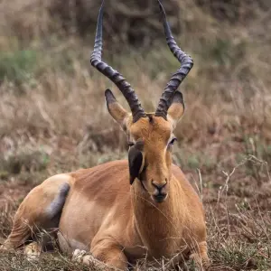 Explore Northern Star for 33 days with Absolute Africa and discover unforgettable experiences - Photo 9