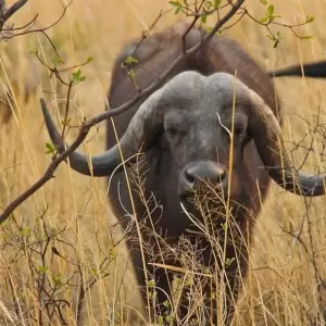 Explore Wild Dogs and Victoria Falls for 12 days with Absolute Africa and discover unforgettable experiences - Photo 8