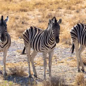 Explore Wild Wildebeest for 11 days with Absolute Africa and discover unforgettable experiences - Photo 10