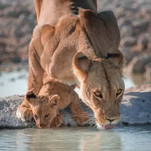 Explore Wildlife Encounter (Reverse) for 13 days with Absolute Africa and discover unforgettable experiences - Photo 5