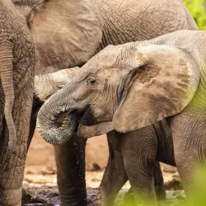 Explore Wild Wildebeest for 11 days with Absolute Africa and discover unforgettable experiences - Photo 11