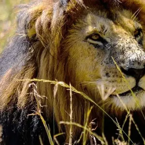 Explore Short safari in Kenya, with game drives in the Masai Mara for 6 days with Absolute Africa and discover unforgettable experiences - Photo 7