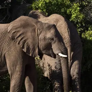 Explore Wild Dogs and Victoria Falls for 12 days with Absolute Africa and discover unforgettable experiences - Photo 9