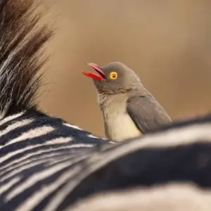 Explore African Sky for 19 days with Absolute Africa and discover unforgettable experiences - Photo 10