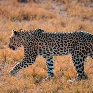 Explore Wildlife Encounter (Reverse) for 13 days with Absolute Africa and discover unforgettable experiences - Photo 7