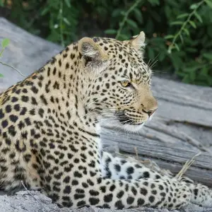 Explore 35-day Cape Town to Zanzibar (Camping) for 35 days with Acacia Adventure Holidays and discover unforgettable experiences - Photo 2