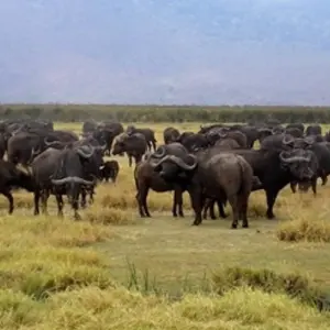 Explore Serengeti and Ngorongoro Crater for 5 days with Absolute Africa and discover unforgettable experiences - Photo 10