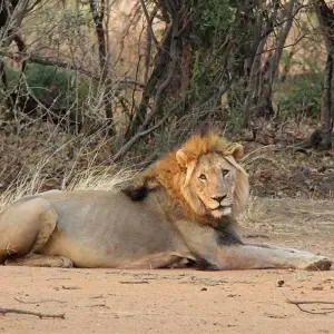 Explore Wild Dogs and Victoria Falls for 12 days with Absolute Africa and discover unforgettable experiences - Photo 11