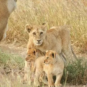 Explore 35-day Cape Town to Zanzibar (Accommodated) for 35 days with Acacia Adventure Holidays and discover unforgettable experiences - Photo 3