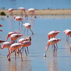 Explore 35-day Cape Town to Zanzibar (Accommodated) for 35 days with Acacia Adventure Holidays and discover unforgettable experiences - Photo 4