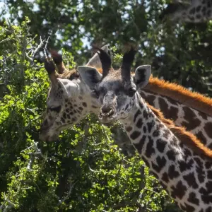 Explore Kili Trek and Safari for 13 days with Absolute Africa and discover unforgettable experiences - Photo 11