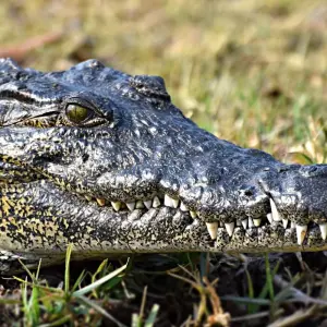 Explore 8-day Okavango Delta & Chobe Express (Camping) for 8 days with Acacia Adventure Holidays and discover unforgettable experiences - Photo 3