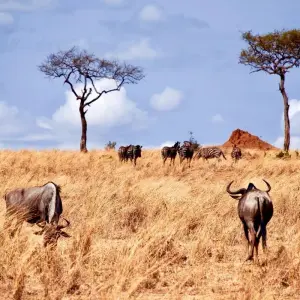 Explore 21-day Victoria Falls to Serengeti (Camping) for 21 days with Acacia Adventure Holidays and discover unforgettable experiences - Photo 3