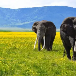 Explore 21-day Victoria Falls to Serengeti (Camping) for 21 days with Acacia Adventure Holidays and discover unforgettable experiences - Photo 4