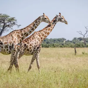 Explore 8-day Okavango Delta & Chobe Express (Camping) for 8 days with Acacia Adventure Holidays and discover unforgettable experiences - Photo 5