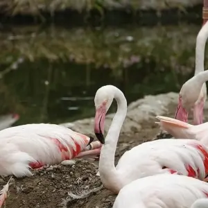 Explore 12-day Okavango Delta & Etosha Express (Accommodated) for 12 days with Acacia Adventure Holidays and discover unforgettable experiences - Photo 2