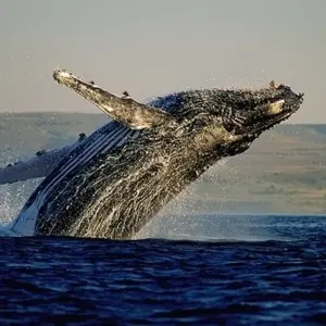 Explore 21-day Victoria Falls to Serengeti (Camping) for 21 days with Acacia Adventure Holidays and discover unforgettable experiences - Photo 6