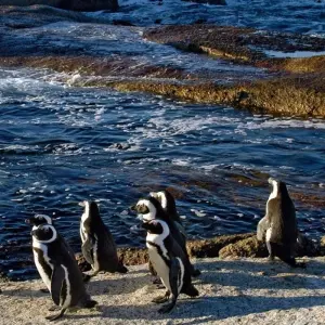 Explore 11-day Namibia to Cape Town (Accommodated) for 11 days with Acacia Adventure Holidays and discover unforgettable experiences - Photo 5